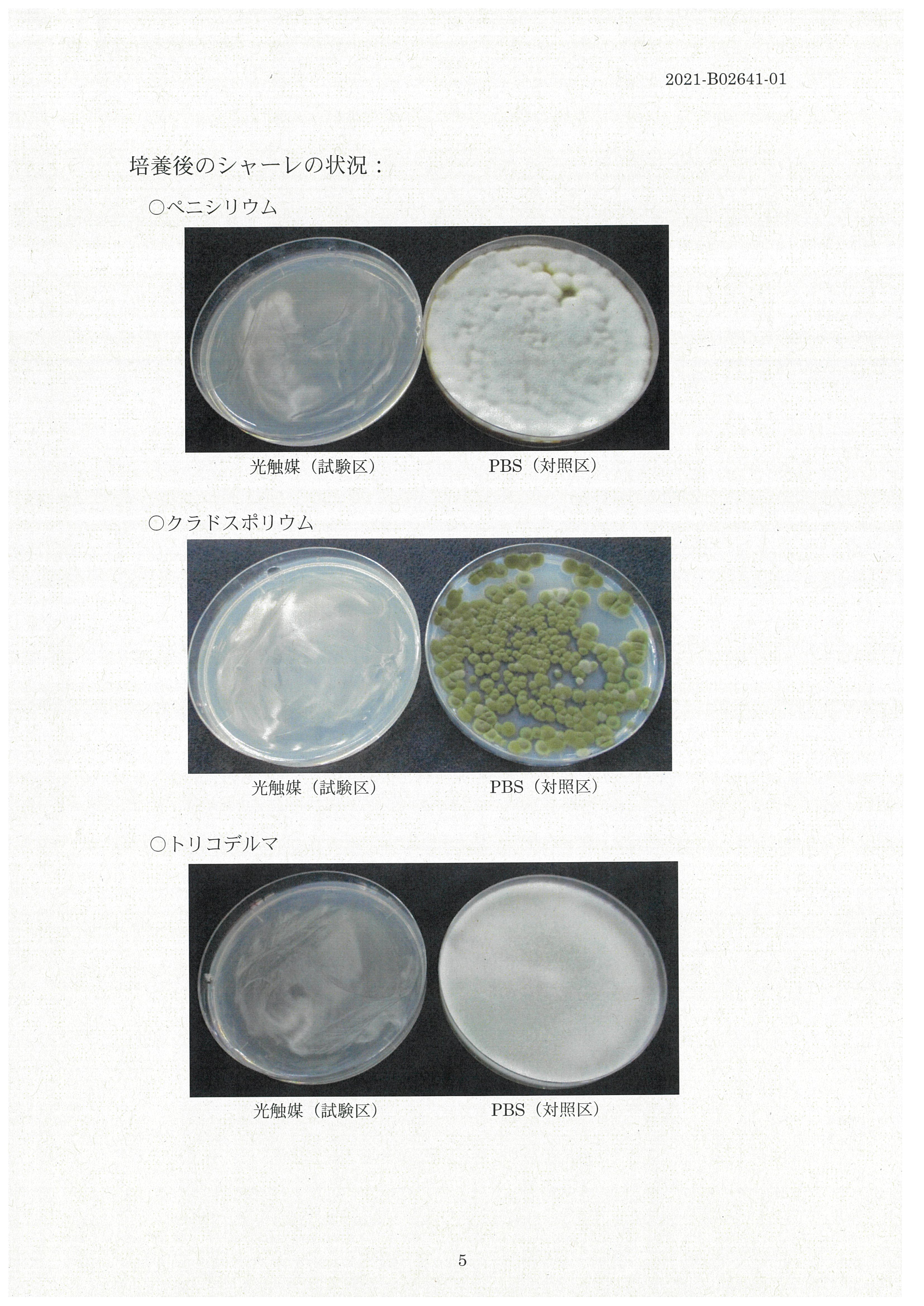 Mold petri dish comparison — Penicillium, Cladosporium